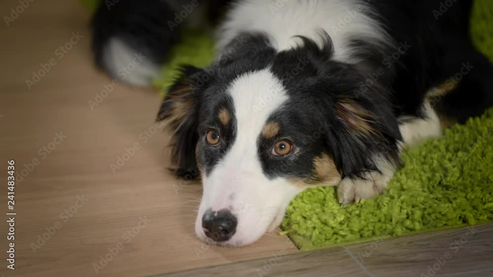 Australian Shepherd Dog is Lying on the floor. Black Tri color Aussie purebred Puppy 11 months old, at home. Australian Shepherd Dog is Lying on the floor. Black Tri color Aussie purebred Puppy 11 months old, at home.