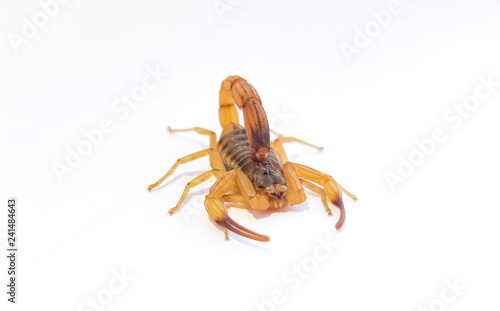 scorpion isolated on white background