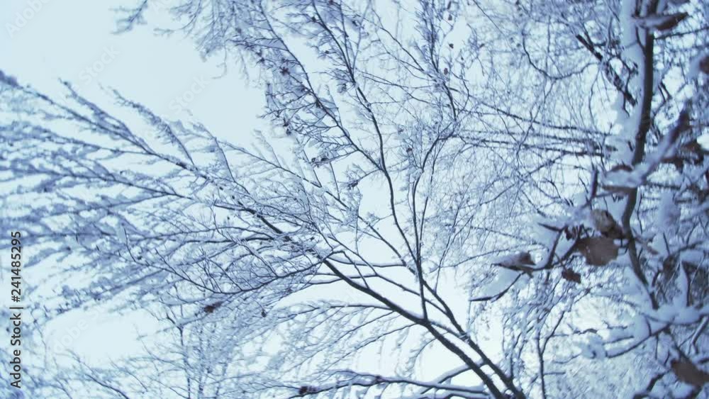 circling below trees with frozen branches and snow, on a winter day circling below trees with frozen branches and snow, on a winter day