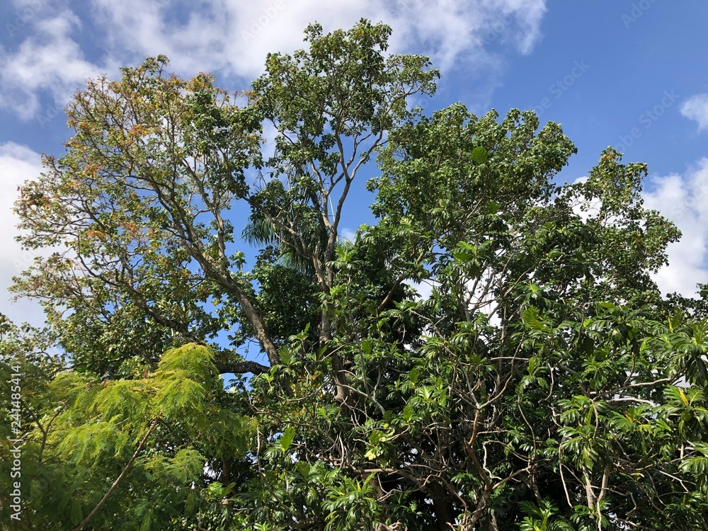 Ein wunderschöner, alter baum in mitten des Dschungels der Dominikanischen Republik