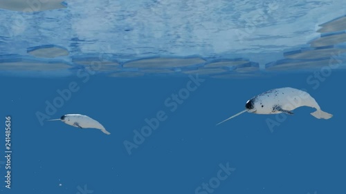 Narwhal Whales Swimming in the Arctic Ocean photo
