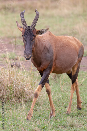Topi on safari, Masai Mara, Kenya, Africa