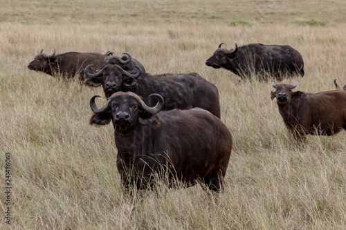 Fototapeta Naklejka Na Ścianę i Meble -  Cape buffalo on safari in the Masai Mara, Kenya Africa