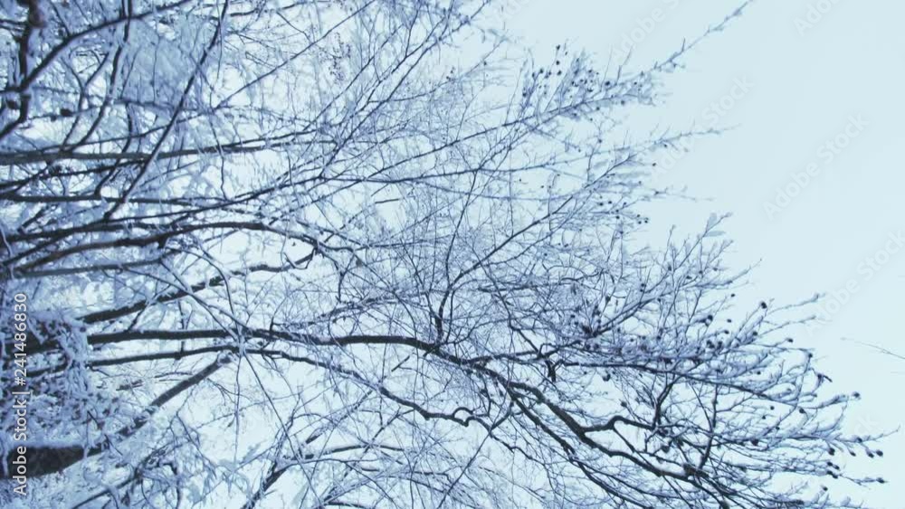 moving below trees with frozen branches and snow, on a winter day moving below trees with frozen branches and snow, on a winter day