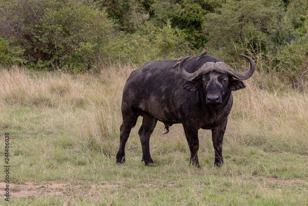 Cape buffalo on safari in the Masai Mara, Kenya, Africa Cape buffalo on safari in the Masai Mara, Kenya, Africa