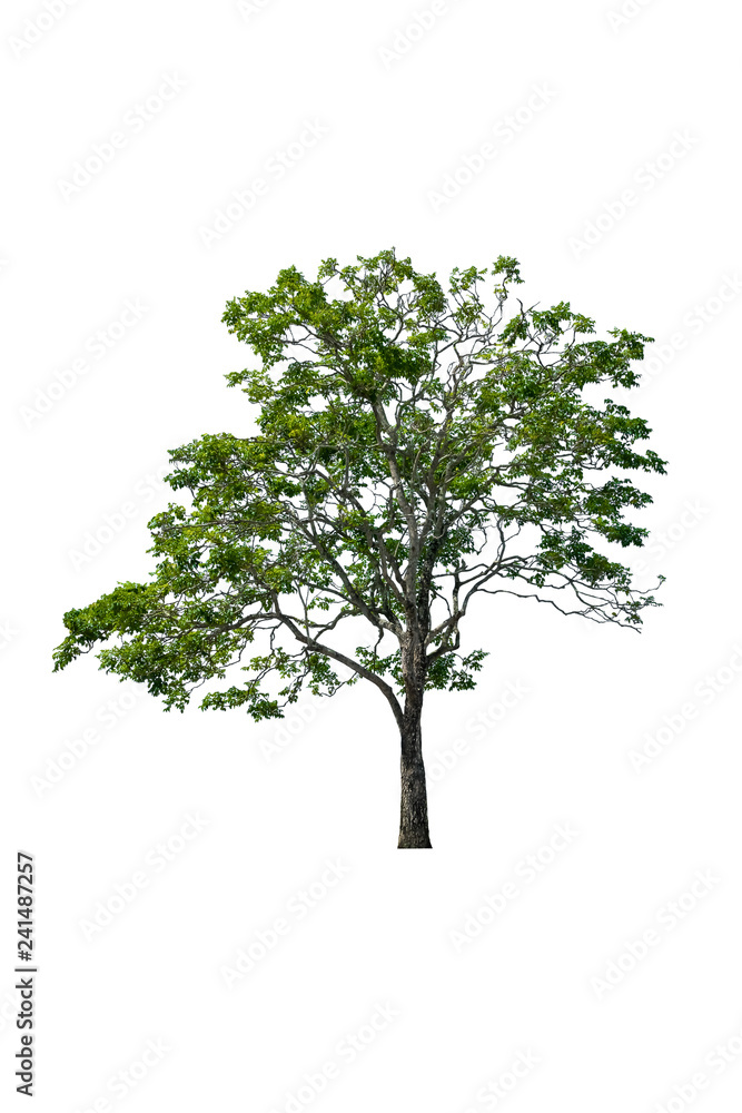 Obraz premium tree and leaf beautiful on white background