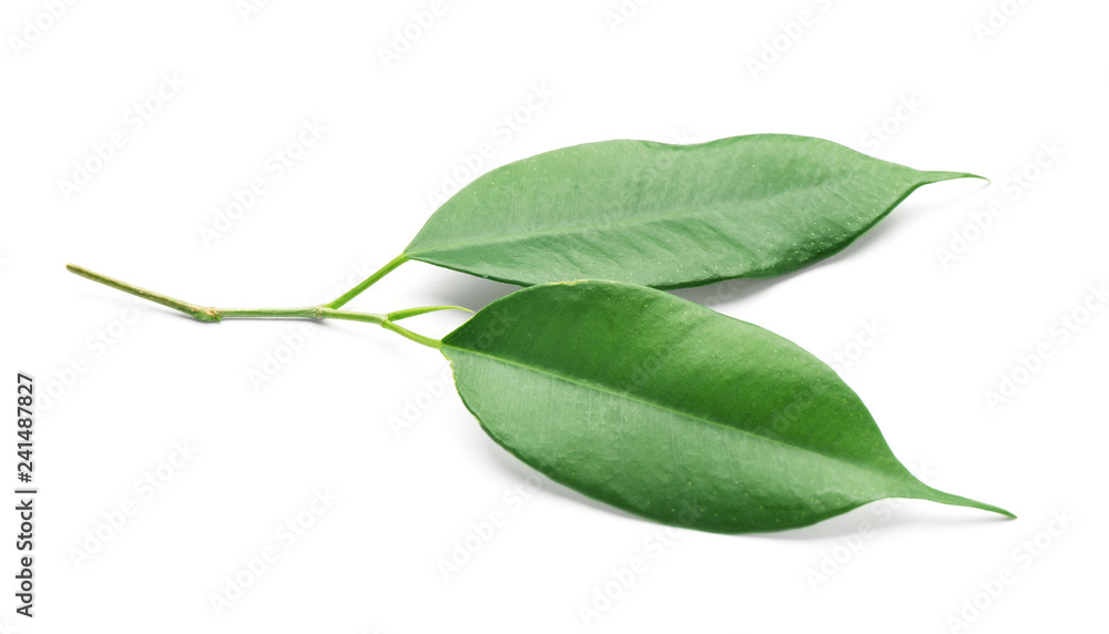 Fresh green ficus leaves on white background Fresh green ficus leaves on white background