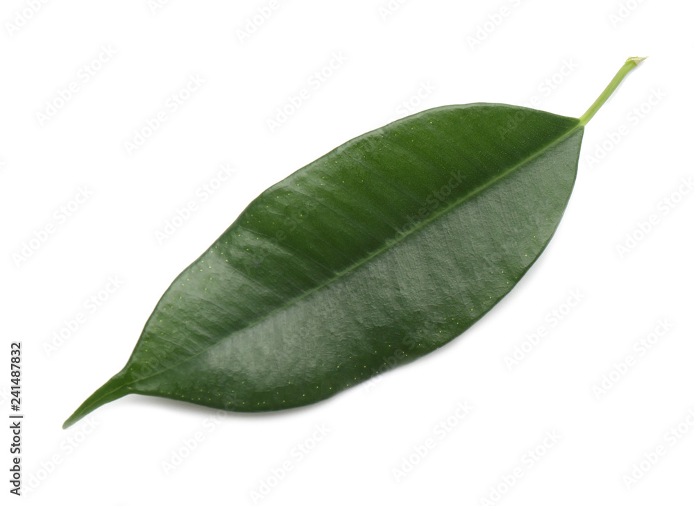 Fototapeta premium Fresh green ficus leaf on white background, top view