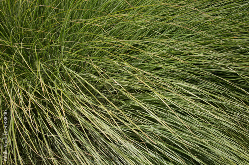 Beach Grass