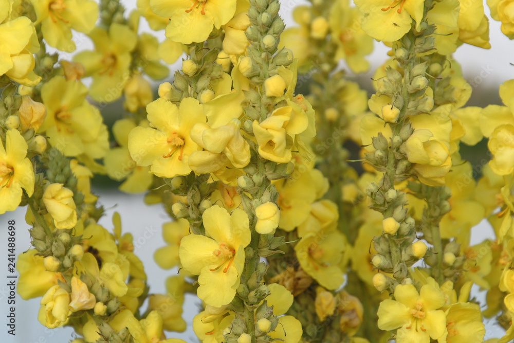 Yellow flowers in spring Yellow flowers in spring