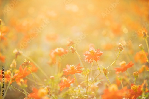 Fototapeta Naklejka Na Ścianę i Meble -  Wild meadow pink flowers in early sunny fresh morning background. Meadow in sunset warm light and lens flare. Autumn field background.
