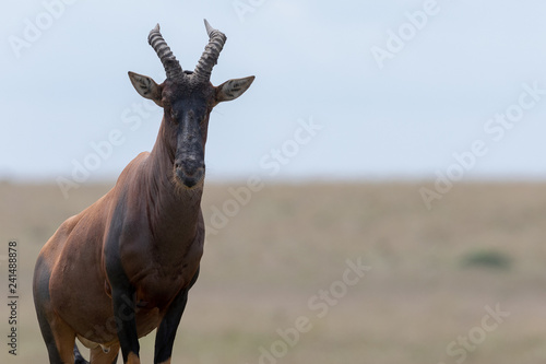 African Topi in the Masai Mara  Kenya  Africa