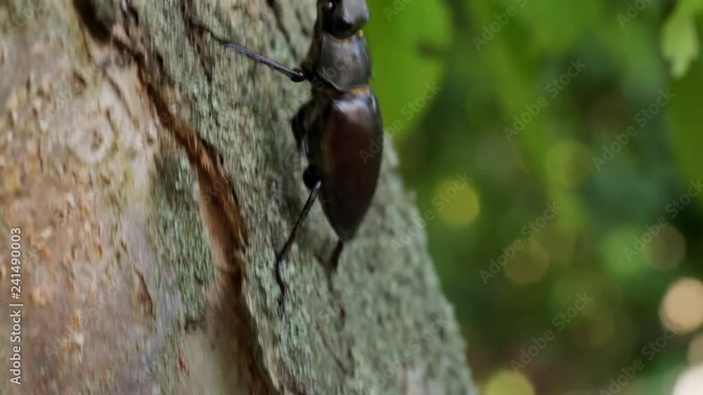 A large beetle Lucanus cervus creeps along the bark of a tree. Fighting beetle. Stag Beetle A large beetle Lucanus cervus creeps along the bark of a tree. Fighting beetle. Stag Beetle