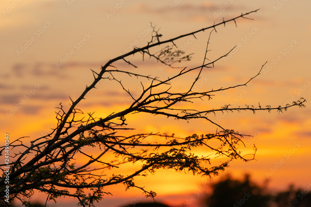 Fototapeta premium Silhouette of tree branches with sunset sky background.