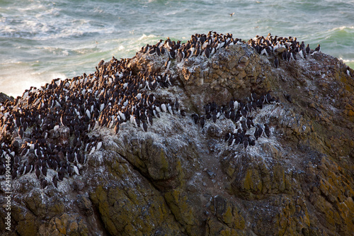 flock of birds on beach	