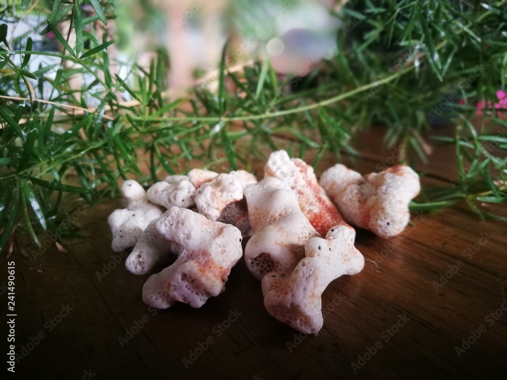 Fototapeta premium Coral and green plant