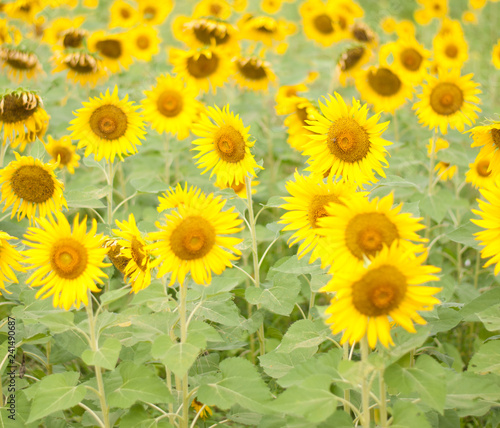 Fototapeta Naklejka Na Ścianę i Meble -  sunflower , field of sunflower it's look beautiful in the morning at bangkea thaoland