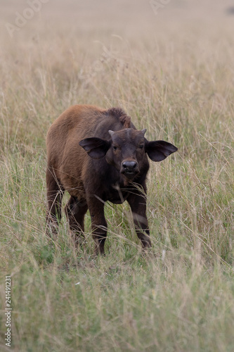 African Cape Buffalo calf   Kenya  Africa