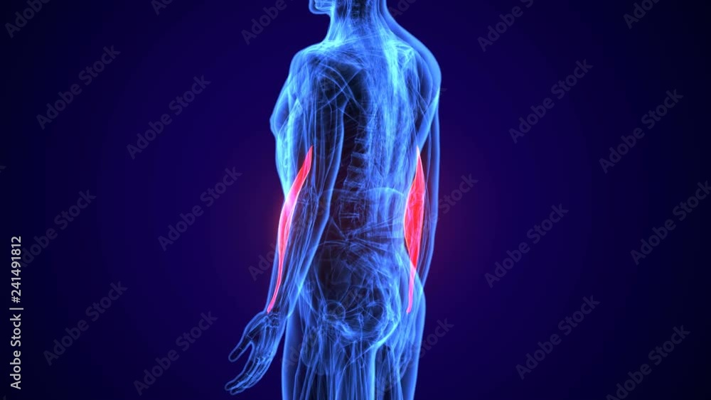 3d rendered, medically accurate illustration of the flexor carpi radialis
3d rendered, medically accurate illustration of the flexor carpi radialis