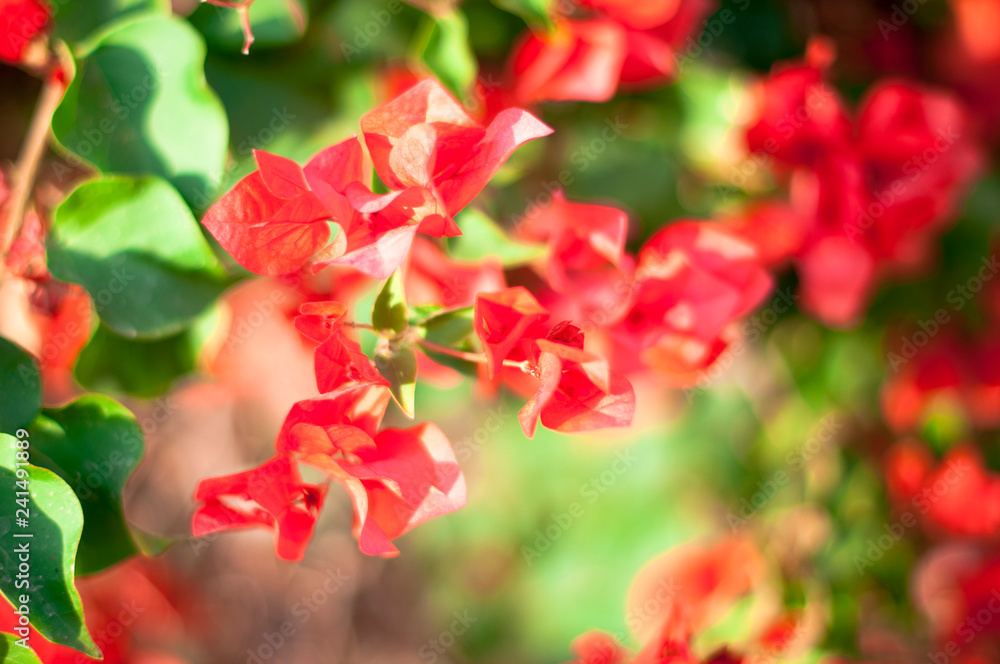 Fototapeta premium beautiful red flowers, on blurred green background, closeup