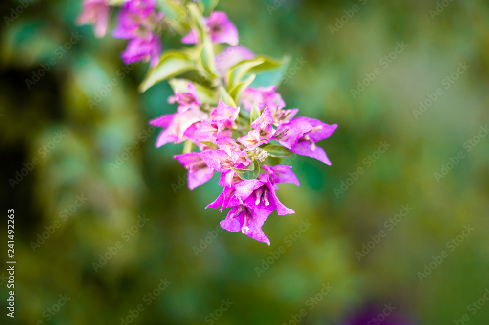 beautiful purple flowers, on blurred green background, closeup beautiful purple flowers, on blurred green background, closeup