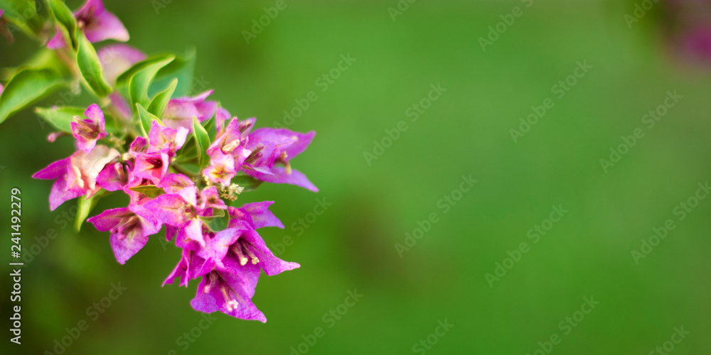 beautiful purple flowers, on blurred green background, closeup beautiful purple flowers, on blurred green background, closeup