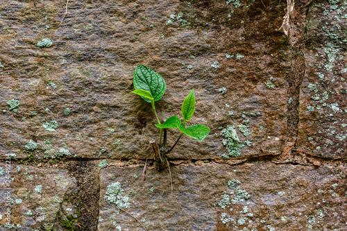 Obraz na plátne Overcoming life struggles- willingness to live