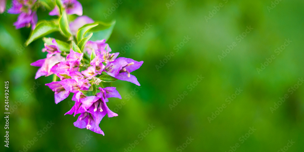Obraz premium beautiful purple flowers, on blurred green background, closeup