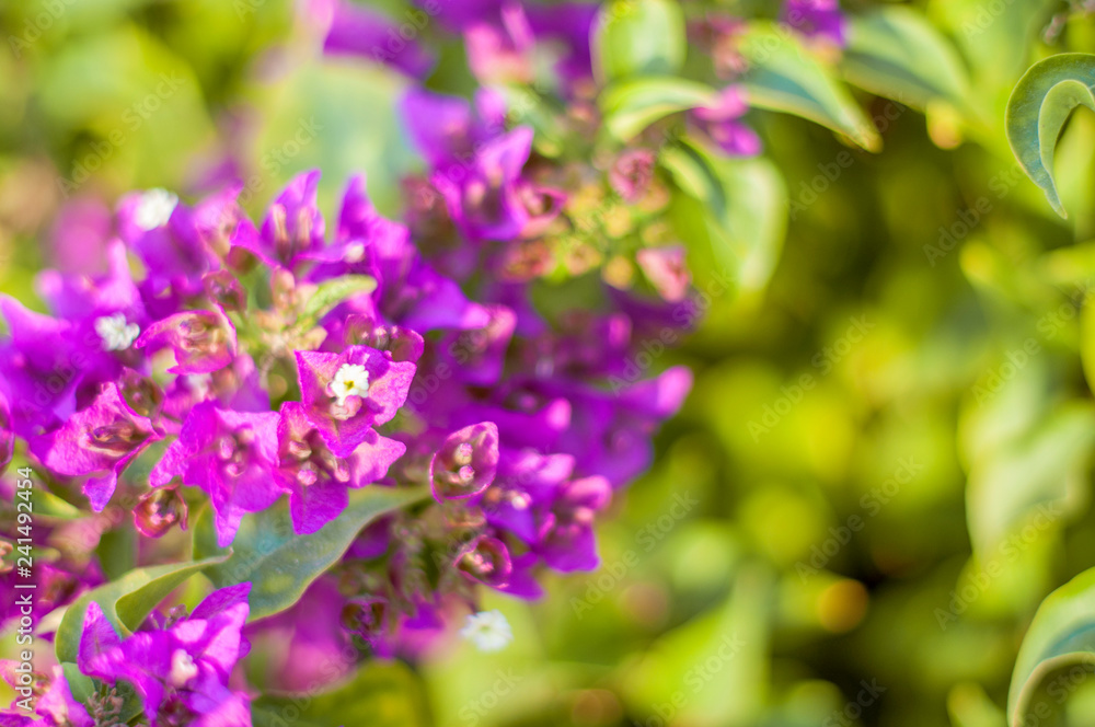 beautiful purple flowers, on blurred green background, closeup