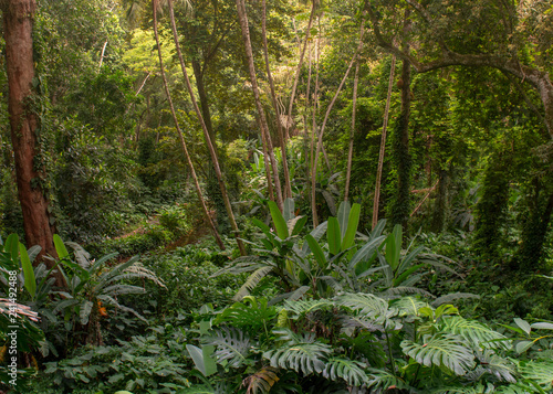 Atlantic Forest remnant from close featuring dense vegetation and vines