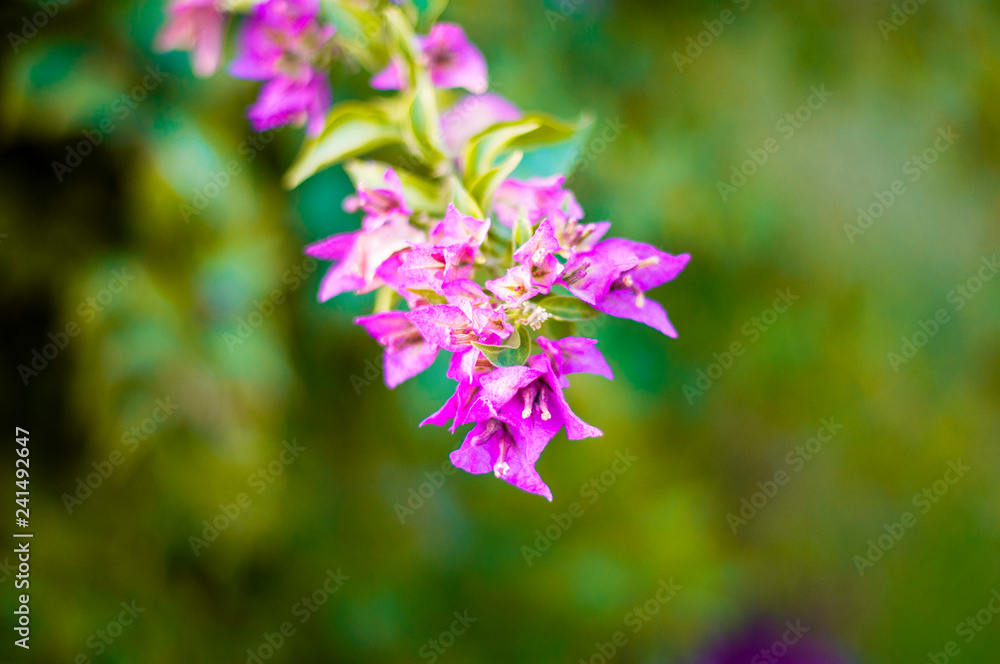 beautiful purple flowers, on blurred green background, closeup beautiful purple flowers, on blurred green background, closeup
