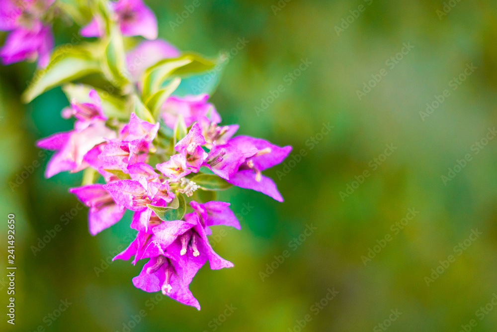 Obraz premium beautiful purple flowers, on blurred green background, closeup