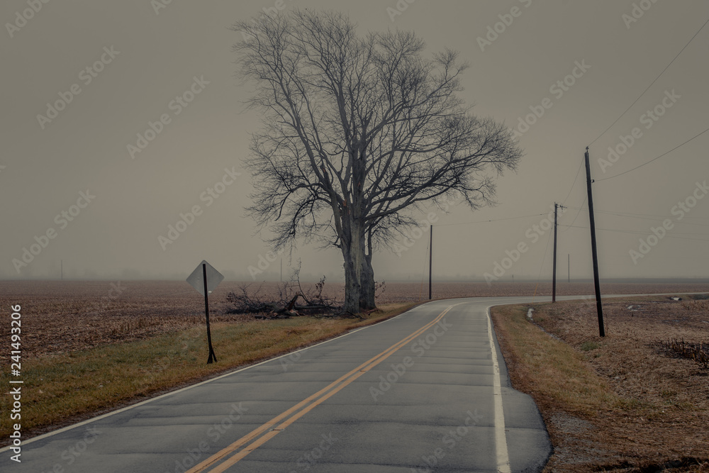 Barren tree and brown grass on side of a road as it rounds a corner Barren tree and brown grass on side of a road as it rounds a corner
