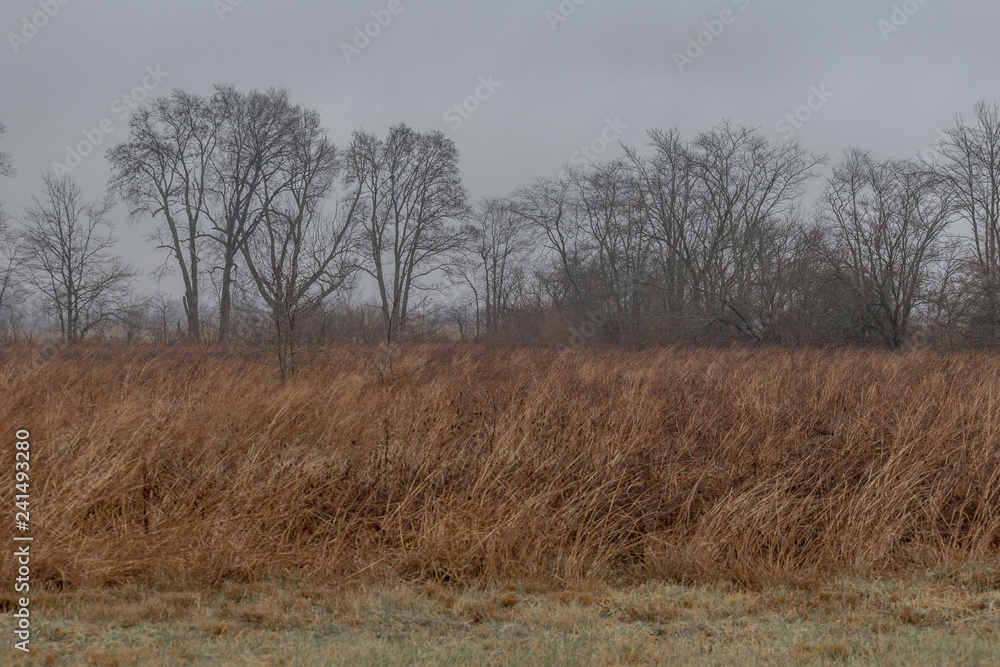 Barren trees in field of golden grass and fog Barren trees in field of golden grass and fog