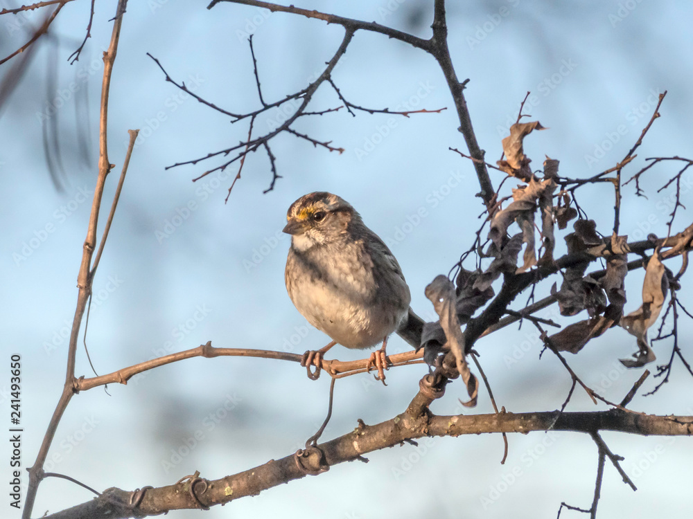 White-throated sparrow