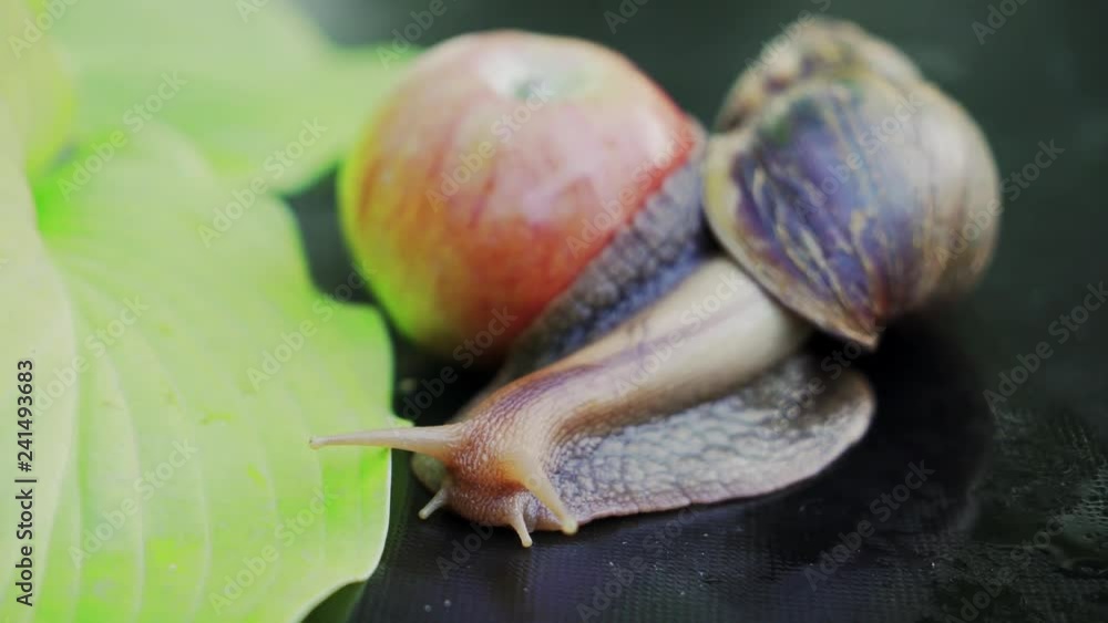 Big brown snail crawls. Giant snail Achatina is the largest land mollusk on Earth. Big brown snail crawls. Giant snail Achatina is the largest land mollusk on Earth.