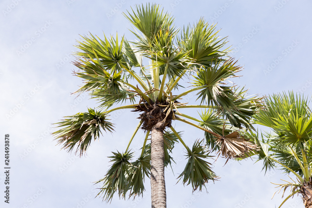 palm tree on background of blue sky palm tree on background of blue sky