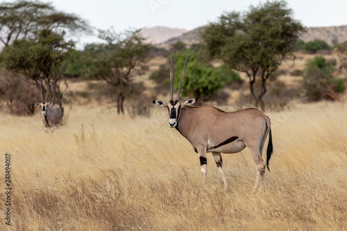 Foto Beisa Oryx on safari in Kenya Africa