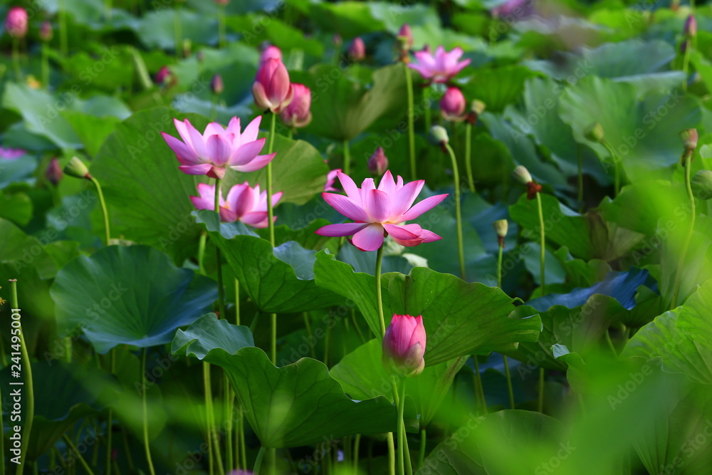 Blooming lotus flower, very beautiful