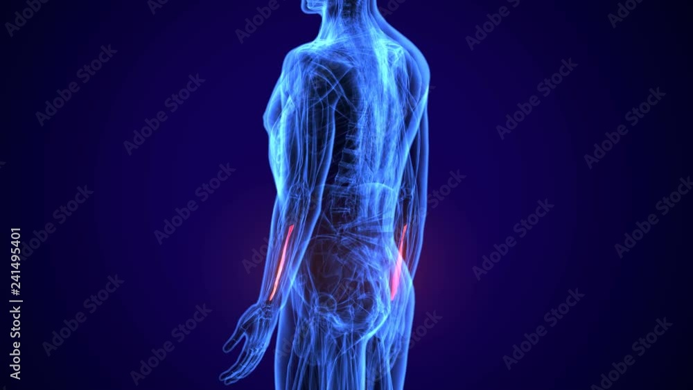 3d rendered, medically accurate illustration of the extensor digitorum
3d rendered, medically accurate illustration of the extensor digitorum