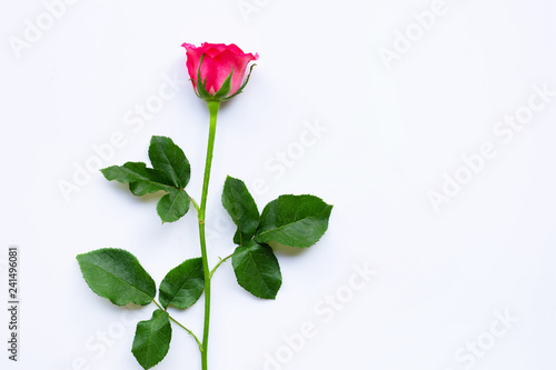 Fresh red rose flower on the white background.
