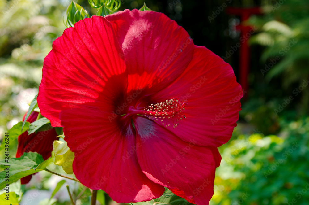 hibiscus2 hibiscus2