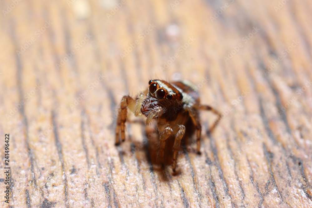 Obraz premium Spider on wooden floor