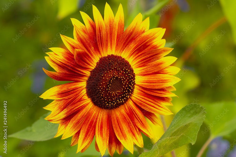 Obraz premium Sunflower