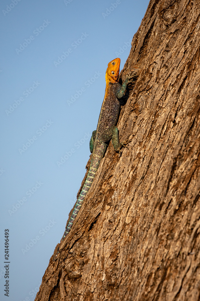Agama lizard, while on safari in Samburu National Reserve, Kenya, Africa Agama lizard, while on safari in Samburu National Reserve, Kenya, Africa