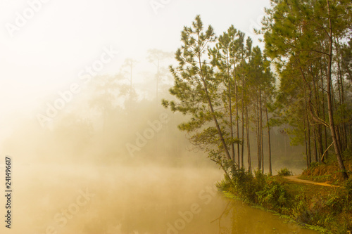 Foggy pine forest