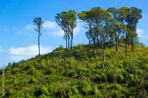 The tree on hill mountain