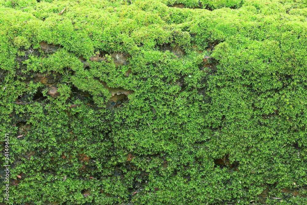 Bright green moss background textured on stone walkway