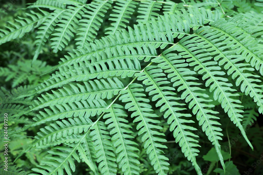 Natural abstract background of fern leaves.