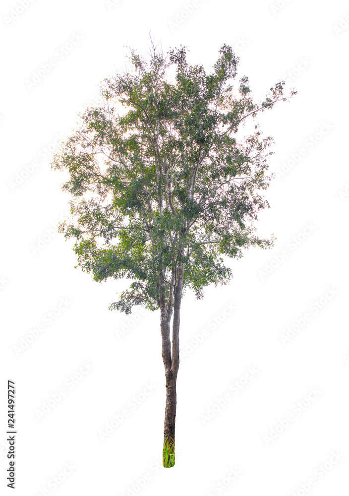 Isolated Trees on white background. Diversity of trees. Isolated Trees on white background. Diversity of trees.